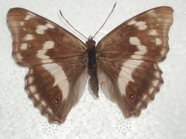 Apatura iris female aberration (aldershott, hants) Internet Image property of respective owner, non-commercial use only